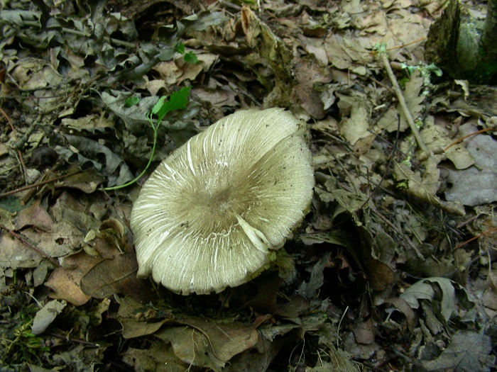 1096 Luglio vecchio ritrovamento